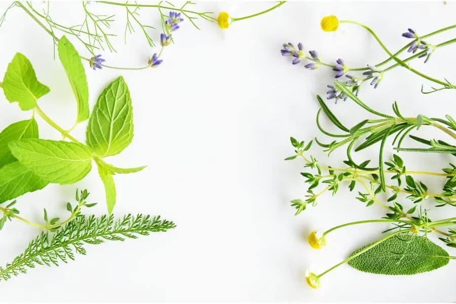 Szałwia czy rumianek na dziąsła - który zioło skuteczniej łagodzi ból? Szałwia czy rumianek na dziąsła - który zioło skuteczniej łagodzi ból?