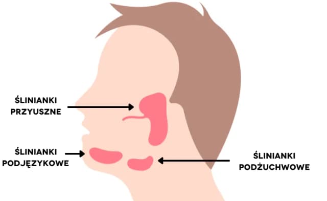 Gdzie są ślinianki w jamie ustnej? Odkryj ich lokalizację i funkcje Gdzie są ślinianki w jamie ustnej? Odkryj ich lokalizację i funkcje