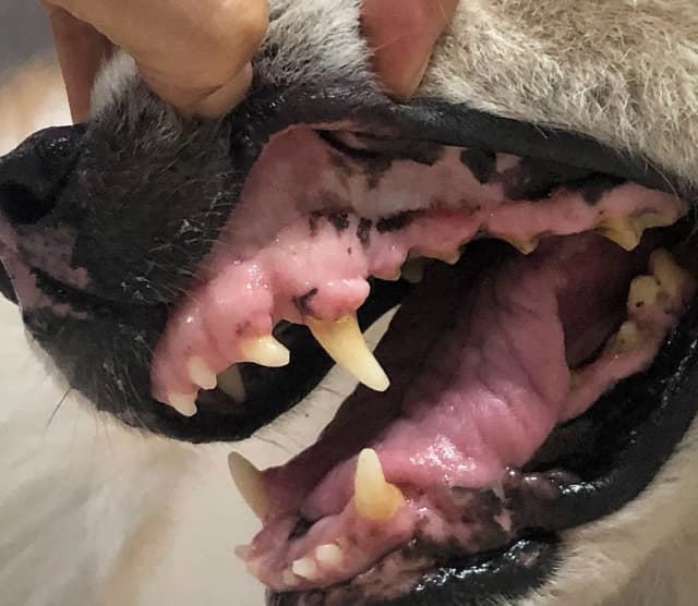 Jak rozpoznać objawy zapalenia dziąseł u psa i uniknąć bólu Jak rozpoznać objawy zapalenia dziąseł u psa i uniknąć bólu